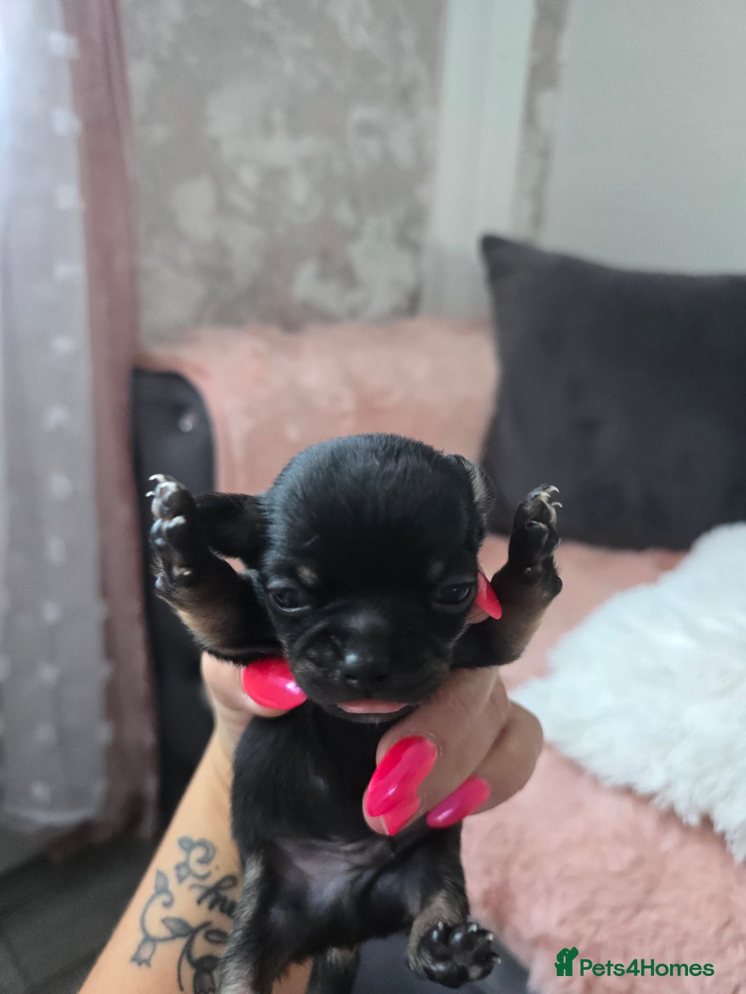 Chihuahua dogs for sale: Full pedigree chihuahuas - Image 11