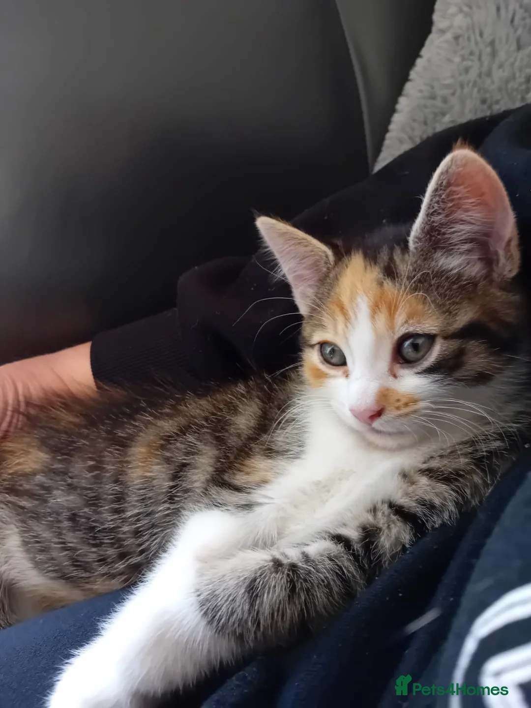 Mixed Breed cats for sale: Kittens for sale to a good home. in Derby - Advert 2