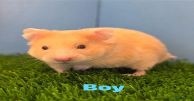 Hamster rodents - Advert 8