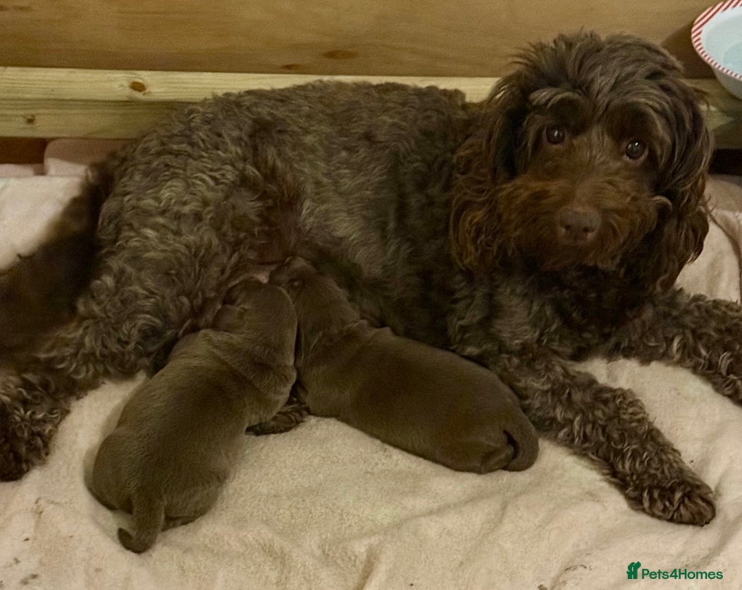 Mixed Breed dogs for sale: Beautiful Doxiepoos - Image 5