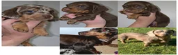 Miniature Dachshund dogs for sale: Chocolate/Tan Mini Dachshunds, Long Haired/Dapple - Advert 3