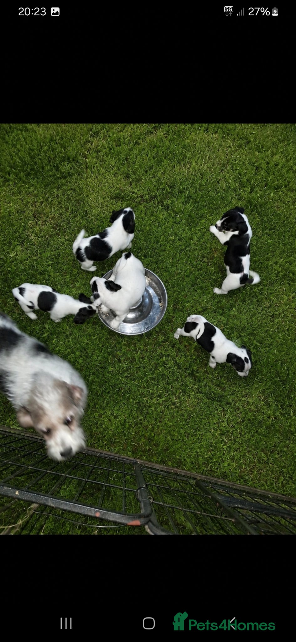 Jackapoo dogs Beautiful babies  - Advert 10