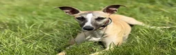 Mixed Breed dogs for sale: Stunning Whippet x Border Collie Pups - Advert 4