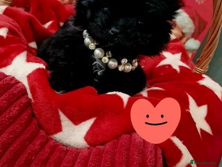 Mixed Breed dogs Maltipom girl - Advert 1