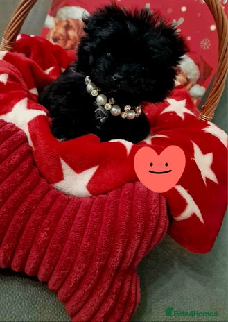 Mixed Breed dogs Maltipom girl - Advert 5