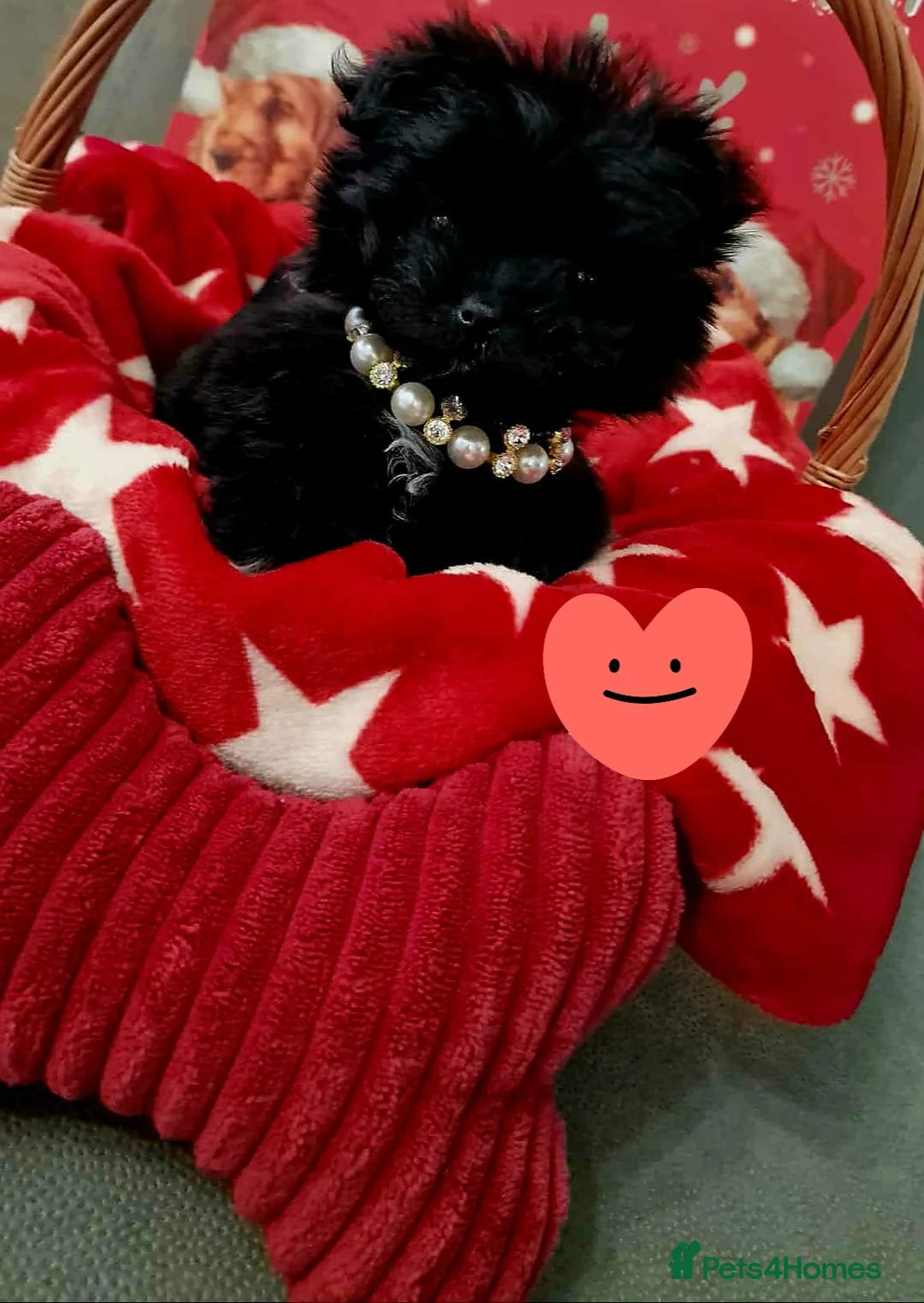 Mixed Breed dogs for sale: Maltipom - Advert 2