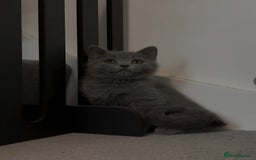 British Shorthair cats for sale: ☆READY NOW☆ {2 LOVELY BOYS} bsh kittens💙💙  - Image 14