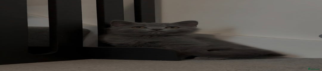 British Shorthair Kitten 4