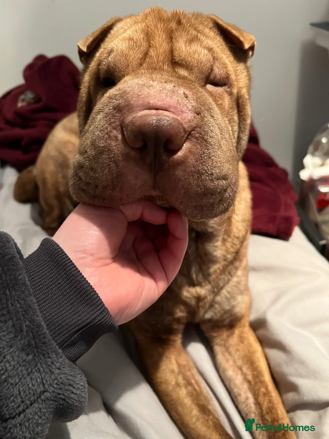 Shar Pei dogs for sale: Female for rehome  - Advert 2