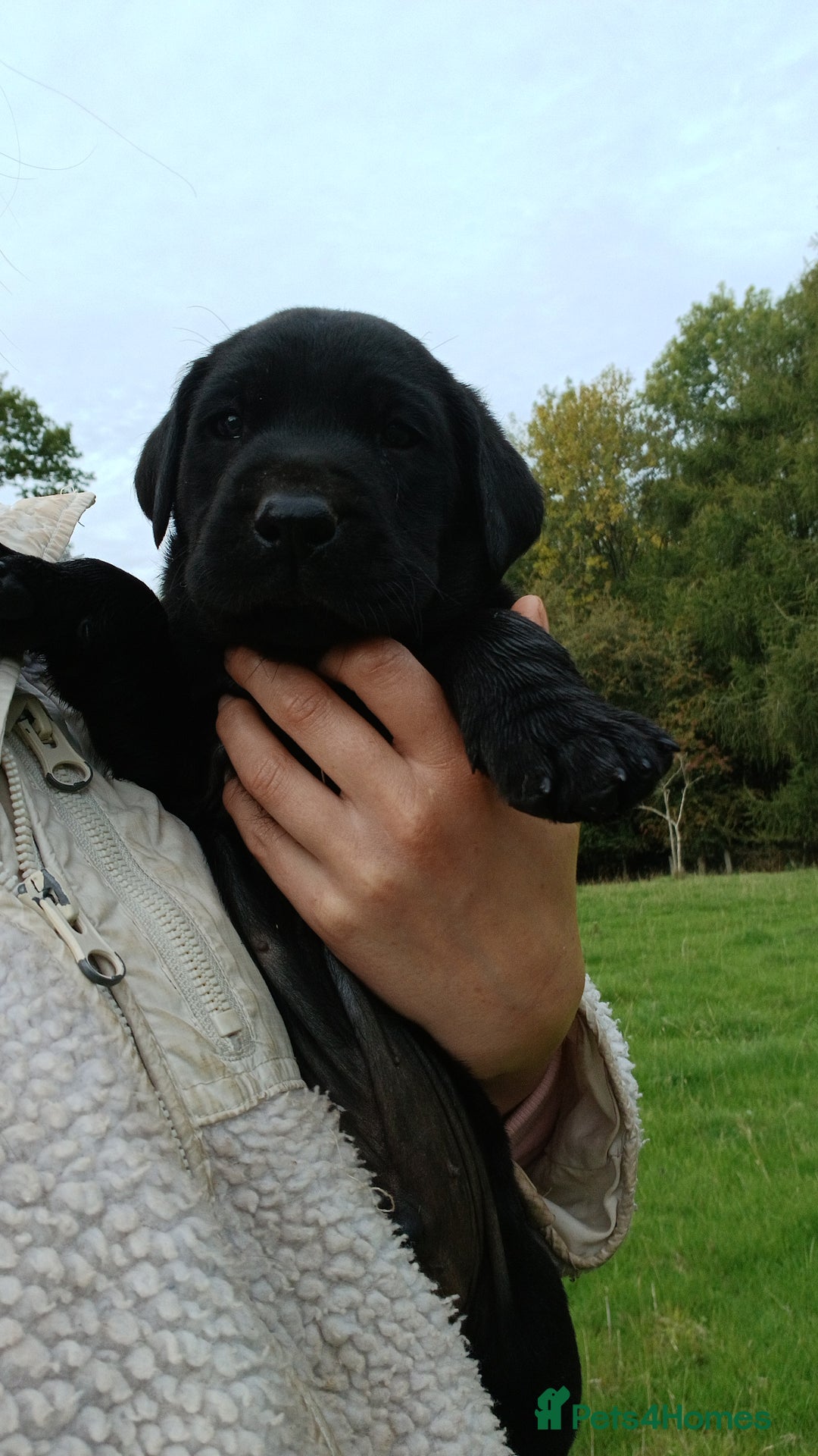 Labrador Retriever dogs for sale: Exceptional Field Champion Drakeshead Line Puppies - Image 5