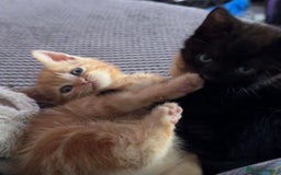 Mixed Breed cats for sale: Ginger boy black girl kittens approx 9 weeks - Image 1