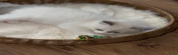 Ragdoll cats for sale: Beautiful TICA Registered Ragdoll Kittens 🩵 - Advert 15