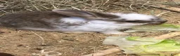 Mini Lop rabbits for sale: Lop rabbits - Advert 2