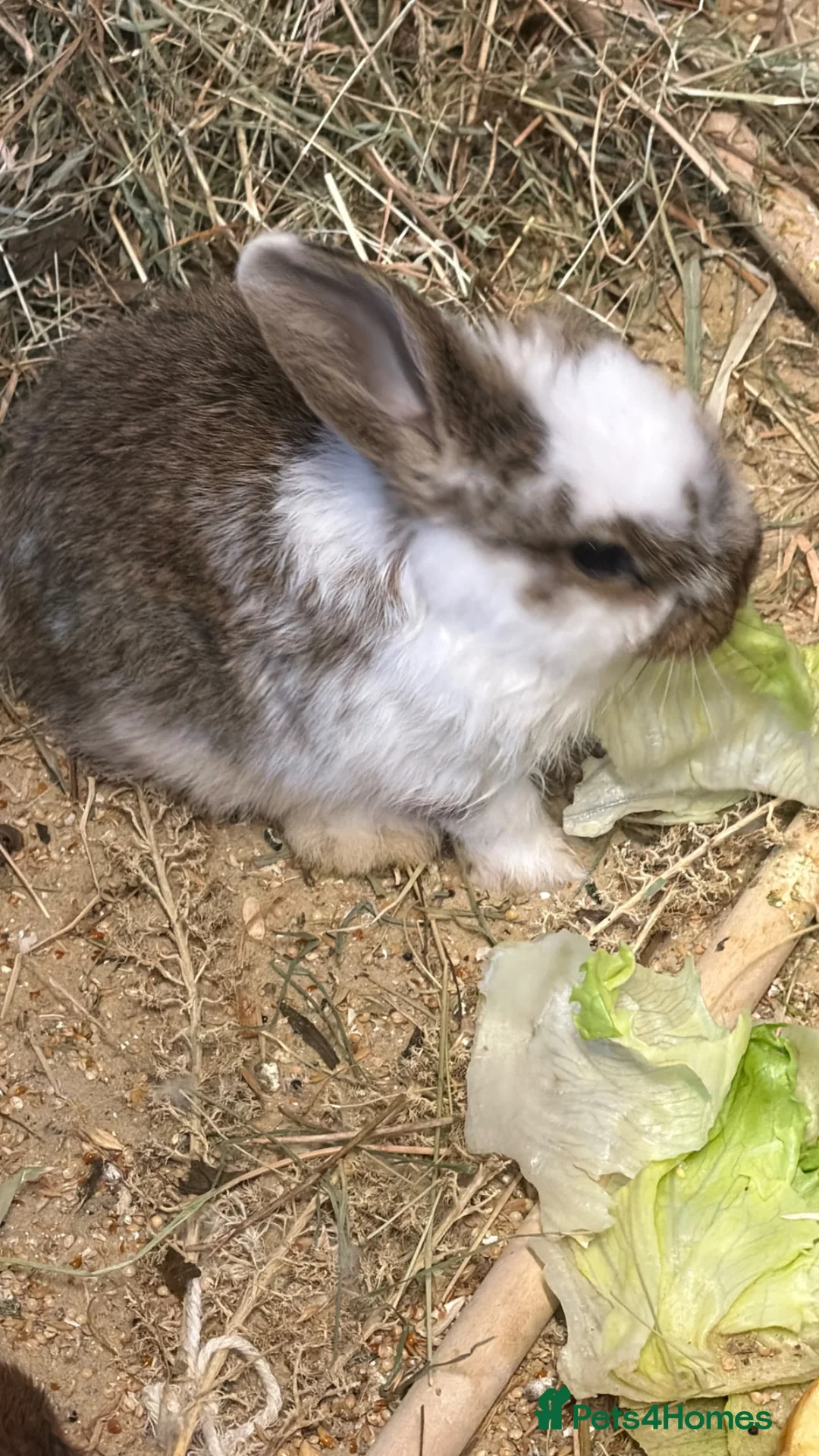 Mini Lop rabbits for sale: Lop rabbits - Advert 2