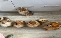 Pomeranian dogs for sale: Pomeranian Trio☘️, 3 pups remaining  in Romford - Image 2