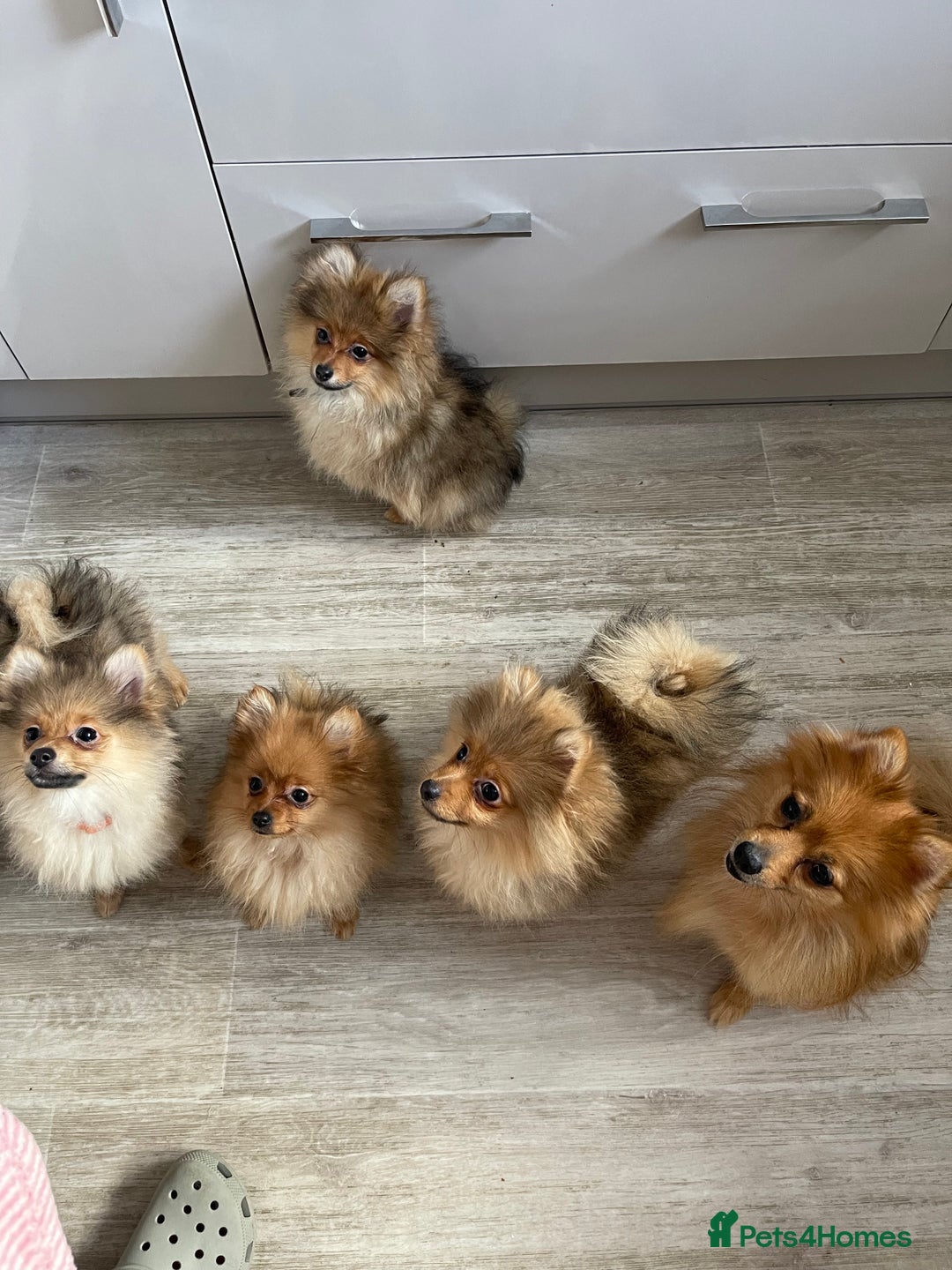 Pomeranian dogs for sale: Pomeranian Trio☘️, 3 pups remaining  in Romford - Image 2