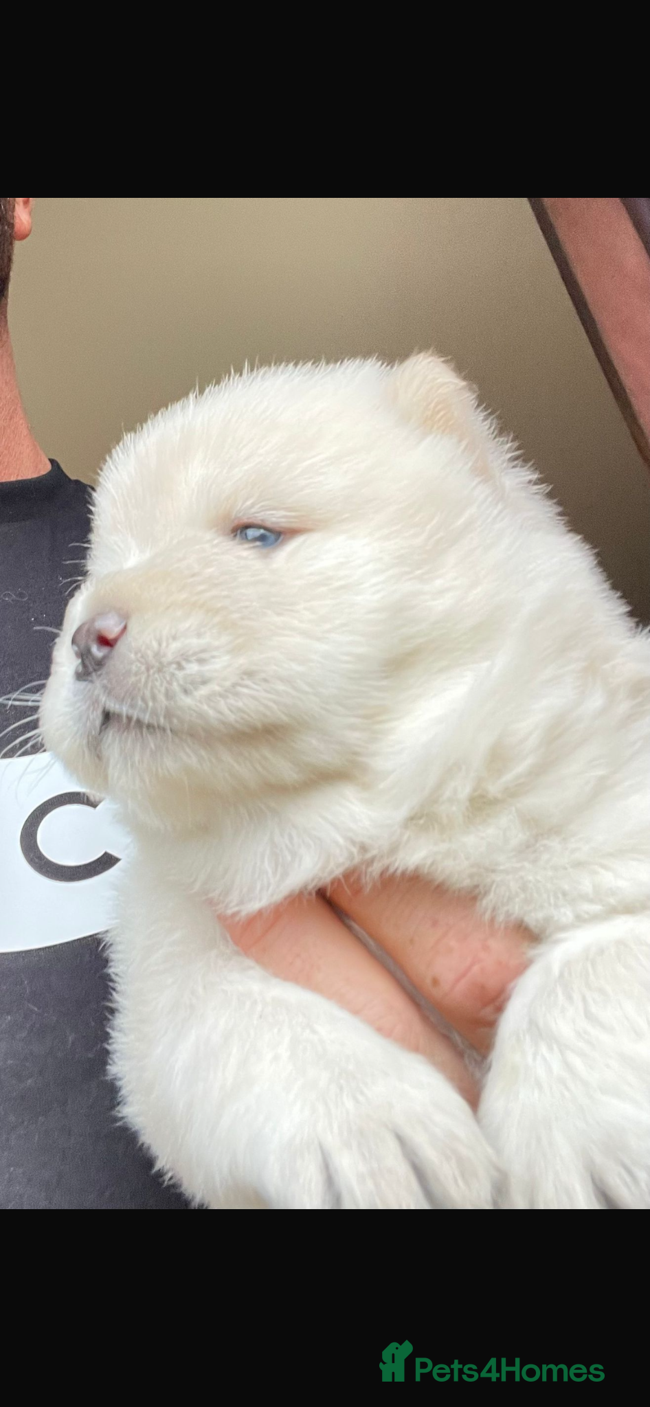 Chow Chow dogs Beautiful Kc registered chow chow puppies - Advert 8