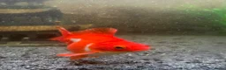 Fancy Goldfish fish for sale: 2x fancy goldfish  in Luton - Advert 4