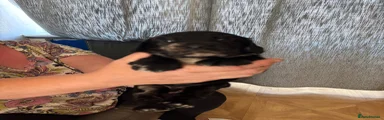 Cocker Spaniel 2