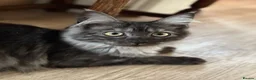 Maine Coon cats for sale: Beautiful GCCF Registered Maine Coon Kittens - Advert 8