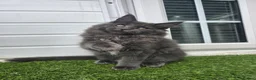 Maine Coon cats for sale: Beautiful gccf pet registered maine coon babies  - Advert 7