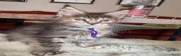 Maine Coon cats for sale: Superb quality Maine coon girls  - Advert 29