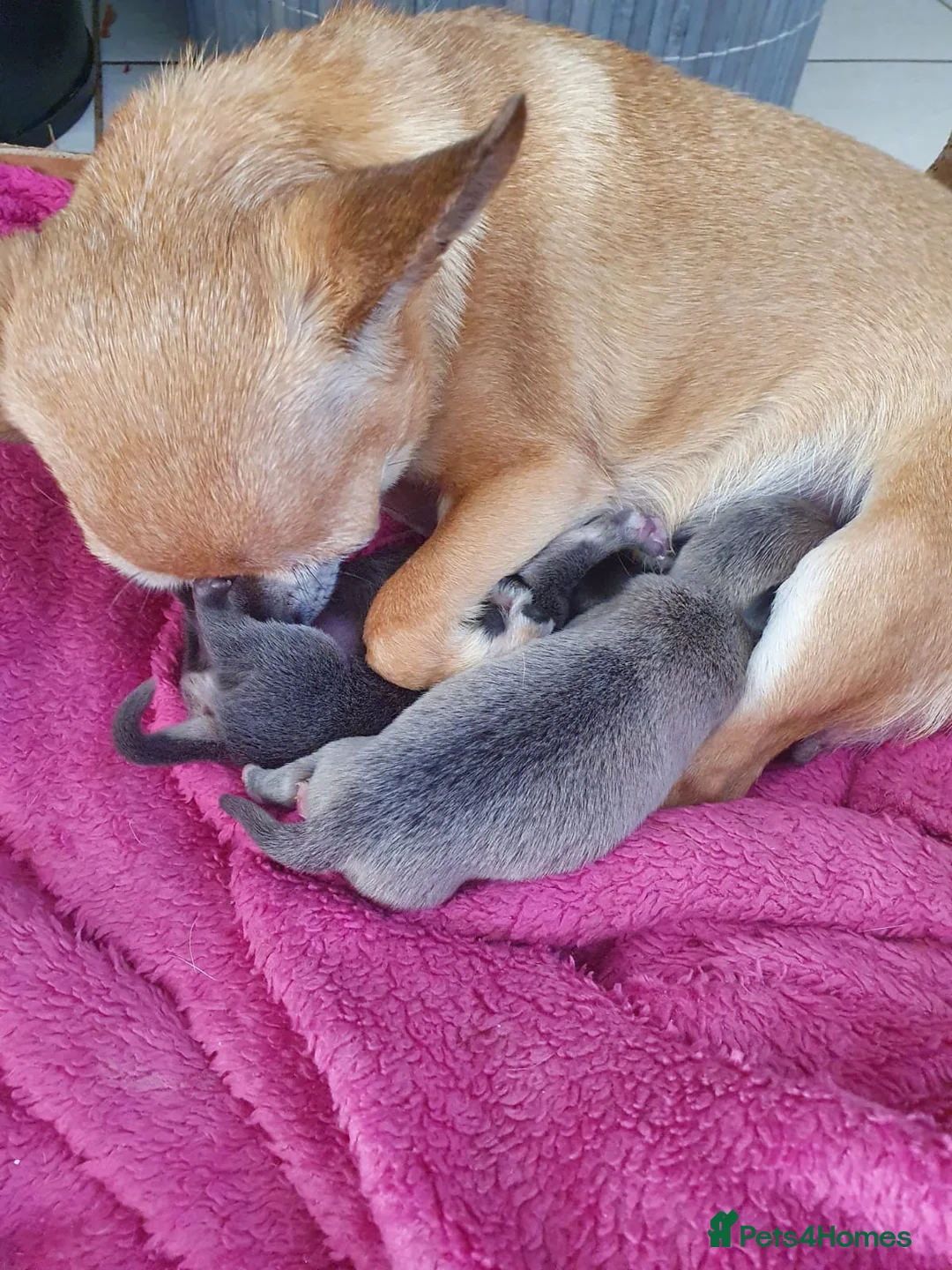 Chihuahua dogs for stud: Chihuahua for stud in Brighton - Advert 7