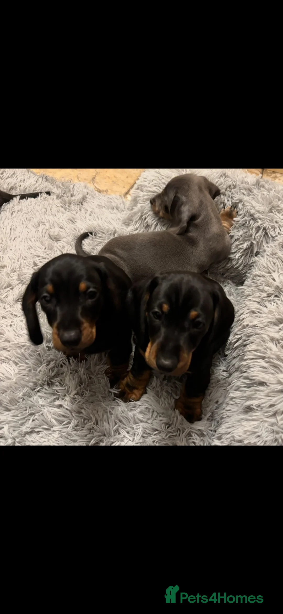 Dachshund dogs for sale: Dachshund puppies  - Advert 1