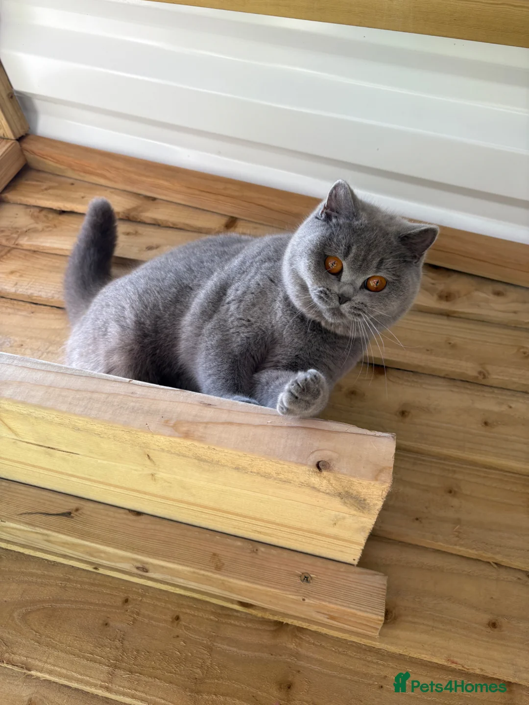 British Shorthair cats for sale: Beautiful girl  - Advert 6