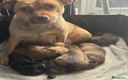 Mixed Breed dogs for sale: Jug x pomeranian - Image 7