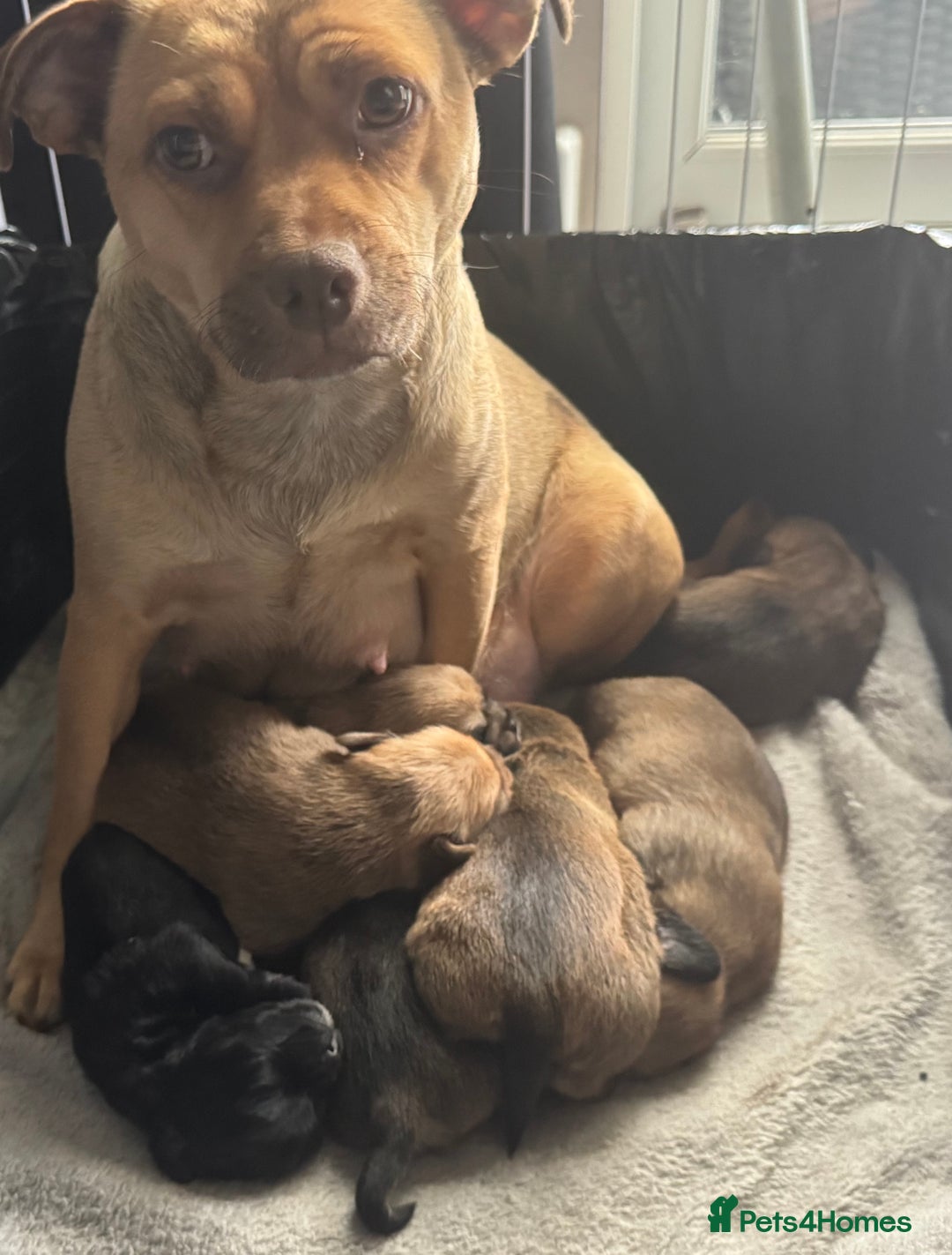 Mixed Breed dogs for sale: Jug x pomeranian - Image 7