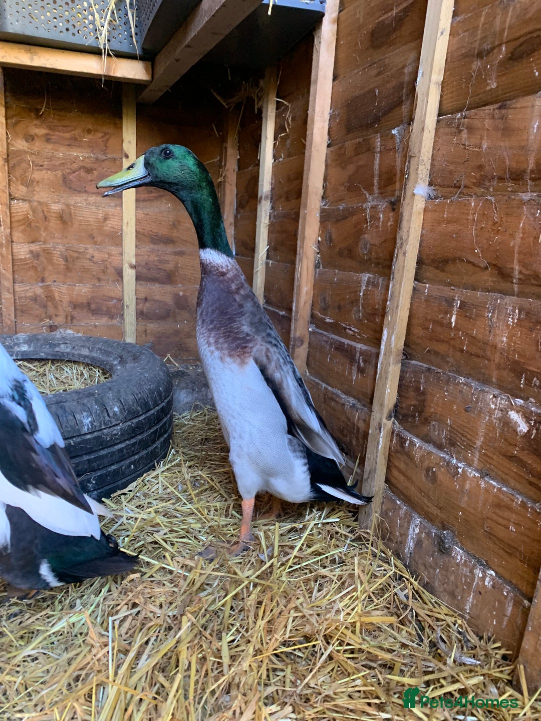 Ducks poultry for sale: Drakes x2 left  - Image 1