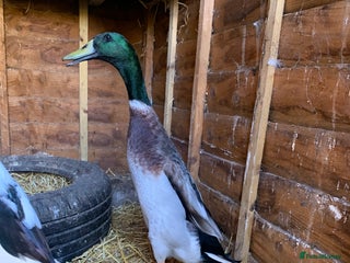 Ducks poultry - Advert 14