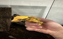 Gecko reptiles for sale: 2 crested geckos with enclosures - Image 3