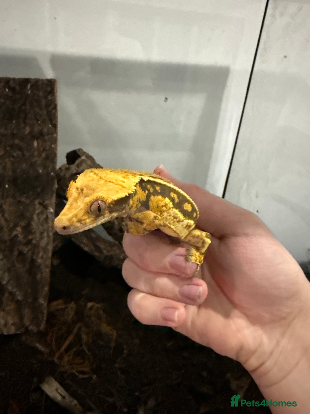 Gecko reptiles for sale: 2 crested geckos with enclosures - Image 3