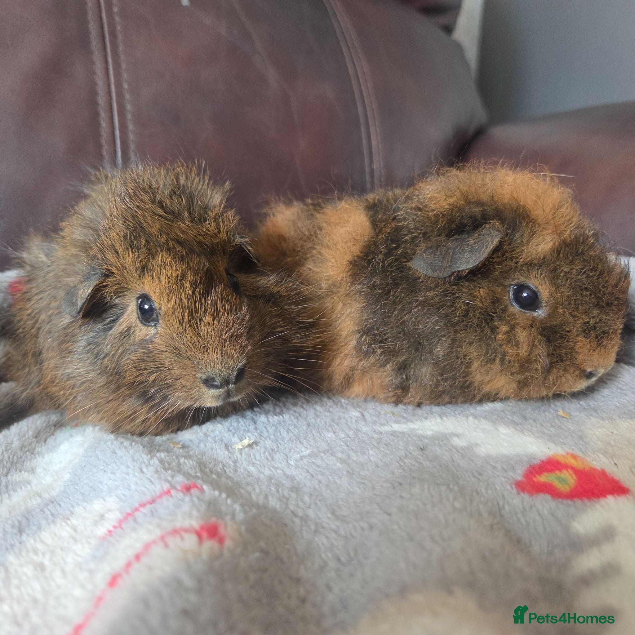 Guinea Pig rodents Baby guinea pigs, 1 girl, 1 boy - Advert 1