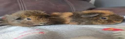 Guinea Pig rodents for sale: Baby guinea pigs, 1 girl, 1 boy - Advert 1