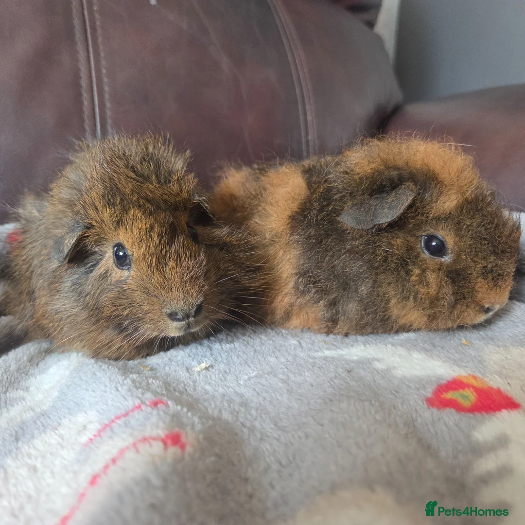 Guinea Pig rodents for sale: Baby guinea pigs, 1 girl, 1 boy - Advert 1