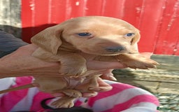 Miniature Dachshund dogs for sale: Miniature Dachshund  - Image 6