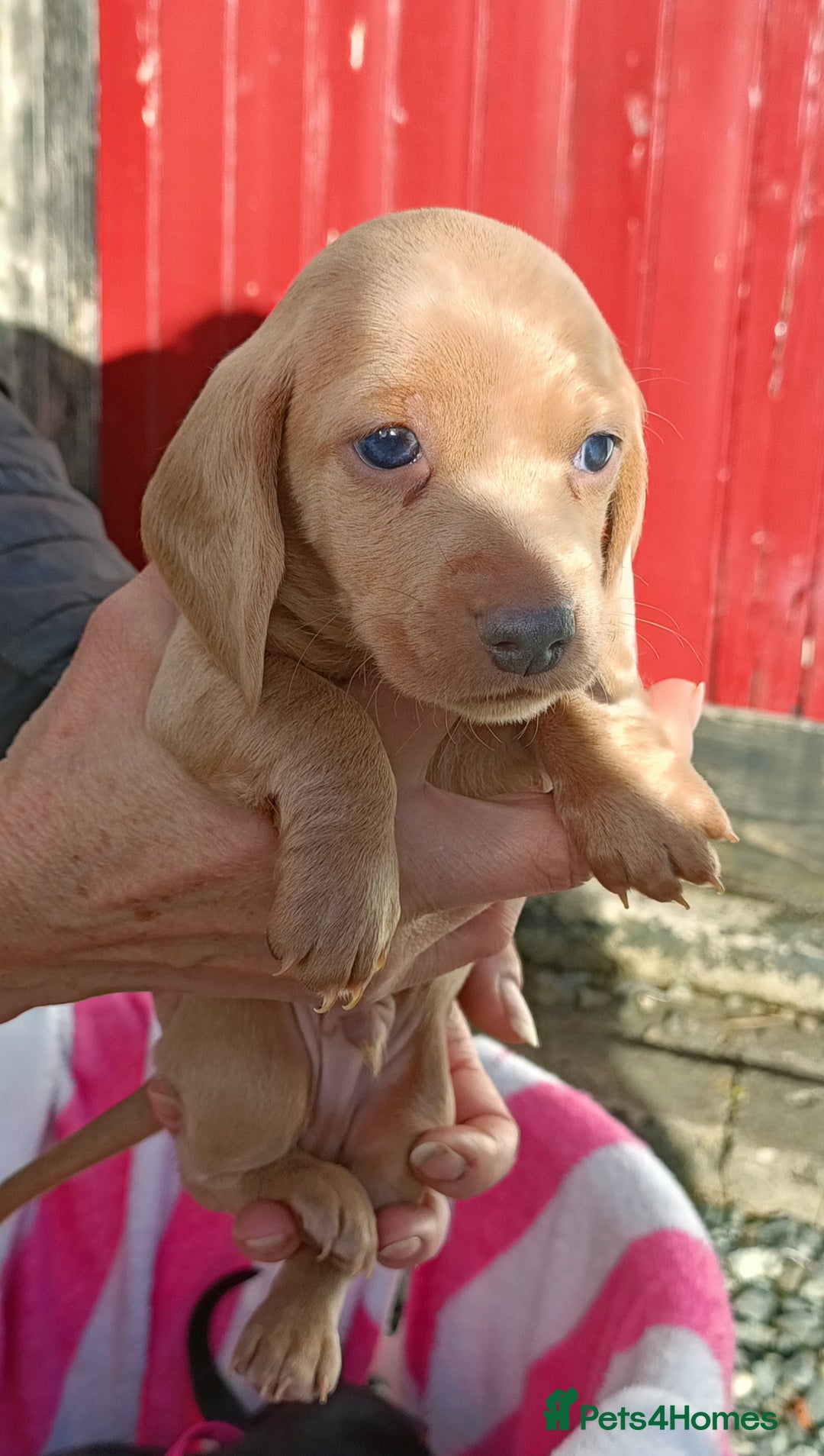 Miniature Dachshund dogs for sale: Miniature Dachshund  - Image 6