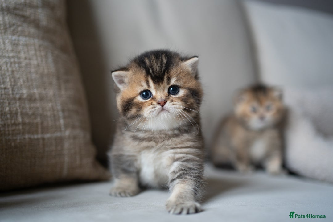 British Shorthair cats for sale: 1 girl available  - Advert 12