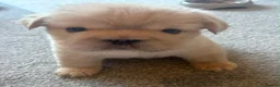 French Bulldog dogs for sale: Fluffy French bulldogs.  - Advert 7