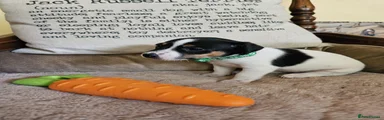 GREEN COLLAR TRI GIRL