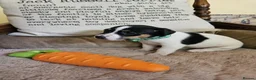 Jack Russell dogs for sale: TRADITIONAL JACK RUSSELL FROM WORKING ORGANIC FARM - Advert 16