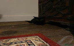 Mixed Breed cats for sale: Fantastic Farm Kittens ready now  - Image 4