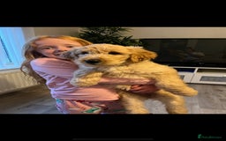 Goldendoodle dogs for sale: Our beautiful bailey the goldendoodle ❤️ - Image 9