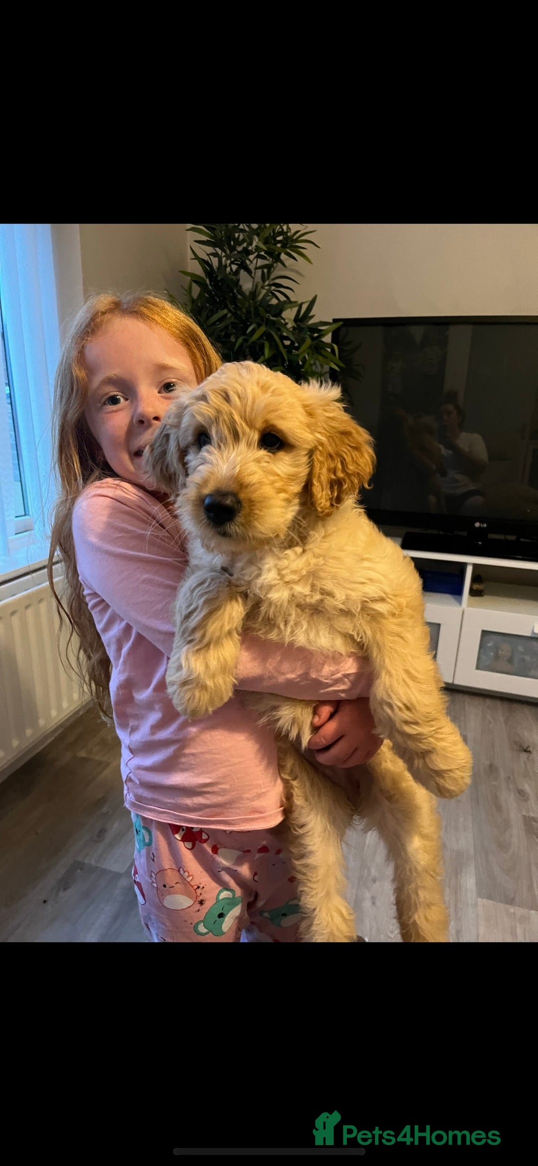 Goldendoodle dogs for sale: Our beautiful bailey the goldendoodle ❤️ - Image 9