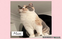 British Shorthair cats for sale: 🌸 Champion GCCF British Shorthair’s 🌸 - Image 19
