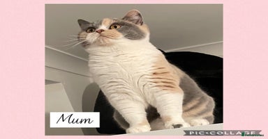 British Shorthair cats - Advert 8