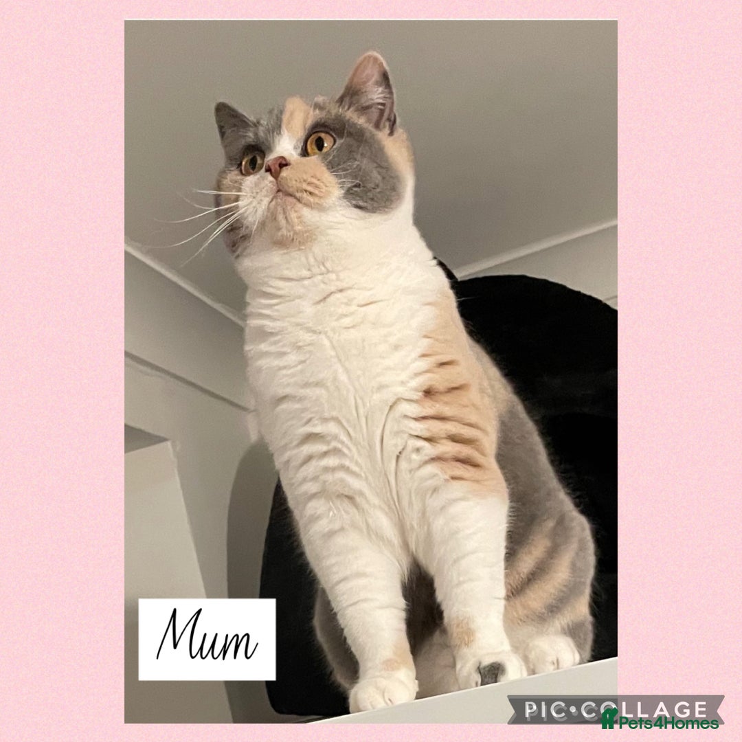 British Shorthair cats for sale: 🌸 Champion GCCF British Shorthair’s 🌸 - Image 19